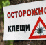 Лихорадкой Ку после укуса клеща заразились 20 жителей Дона. - Газета Земля